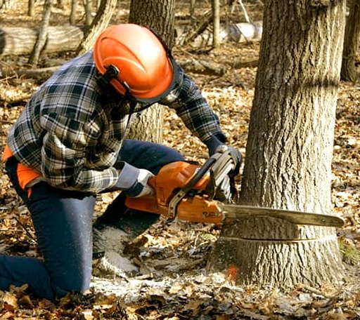 Tree Removal in Loyal, OK